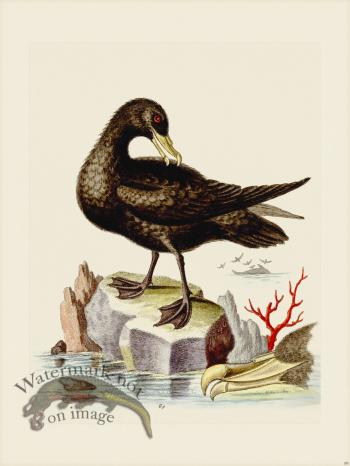 Edwards 089 Great Black Peteril